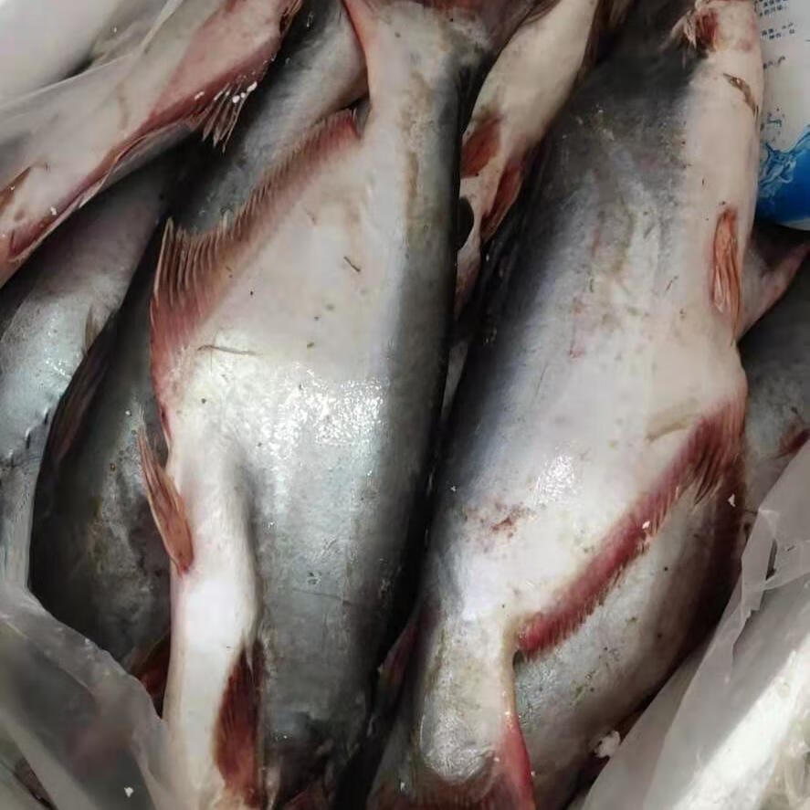 新鲜巴沙鱼湄公鱼火锅烧烤500克袋装切片500g1份