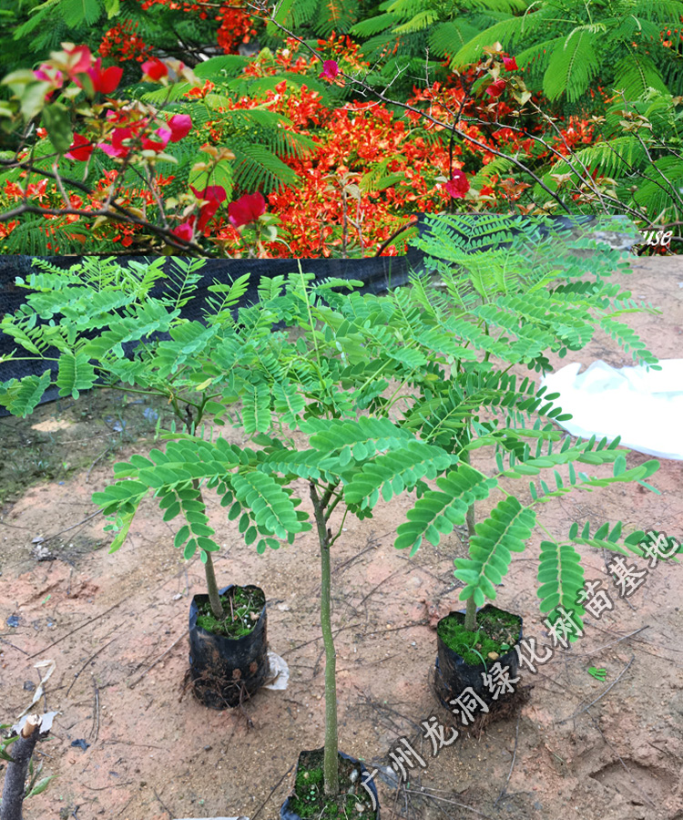 花姬红花楹小苗庭院公园开花凤凰木树苗景区观花植物庭院绿化树凤凰木