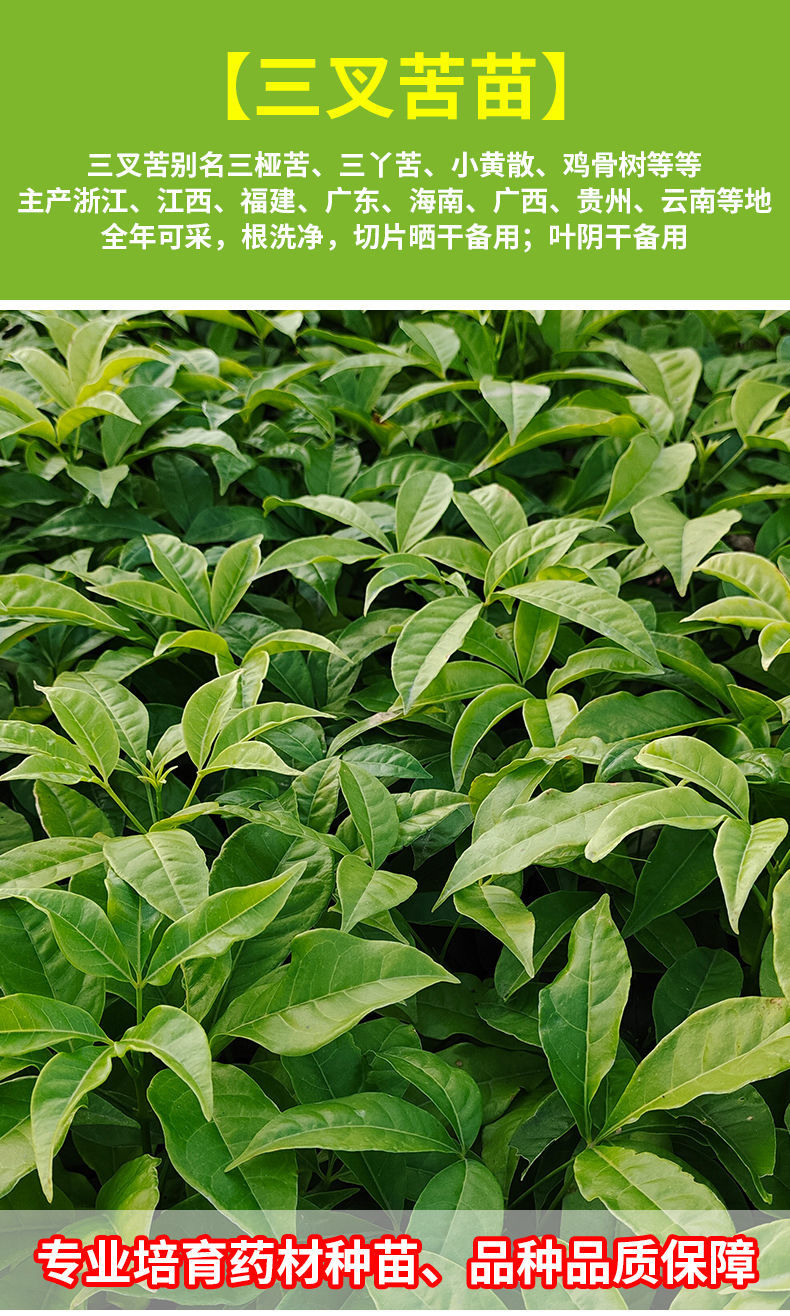 三叉苦树苗三桠苦正宗三丫苦药材种子苗落叶鸡骨树带