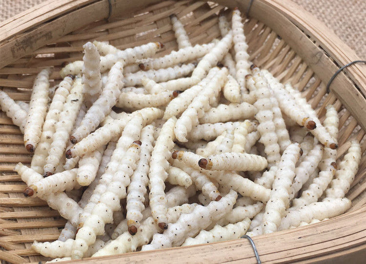 云南竹虫竹蜂虫笋虫新鲜竹虫蚂蚱蚕蛹 竹虫250克(泡沫箱 冰袋 保温袋)