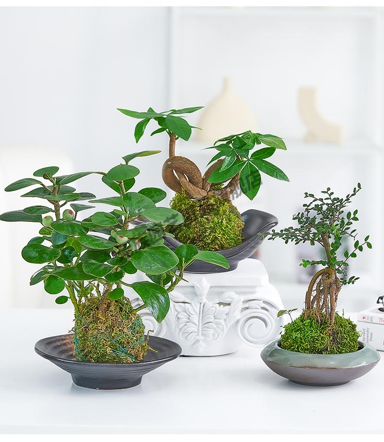 苔藓植物盆栽水养文竹铁树绿公主米竹菖蒲微景观盆景绿植水培植物hkml