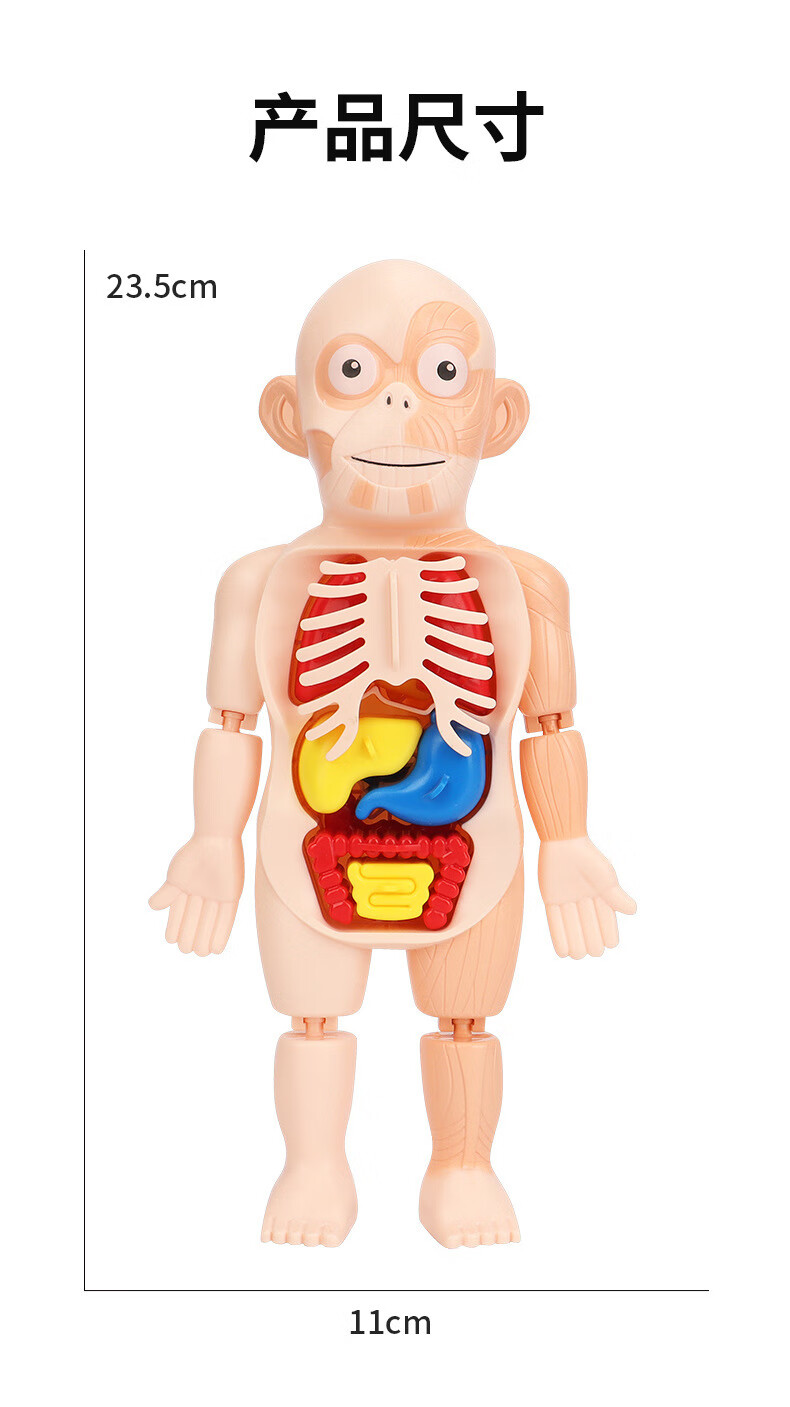 同款人体结构模型可拆儿童科教骨骼内脏解剖医学骨架器官早教玩具人体