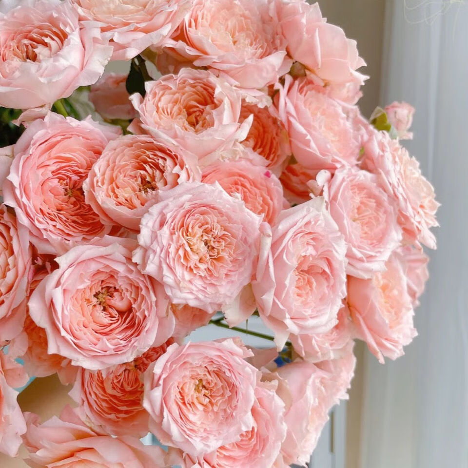 朱丽叶塔稀有品种云南直发鲜花 营养液10包和花一起发【图片 价格