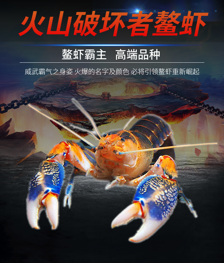 泽驭名宠 观赏虾螯虾印尼火山破坏者星际天空蓝魔龙虾活体淡水蓝虾