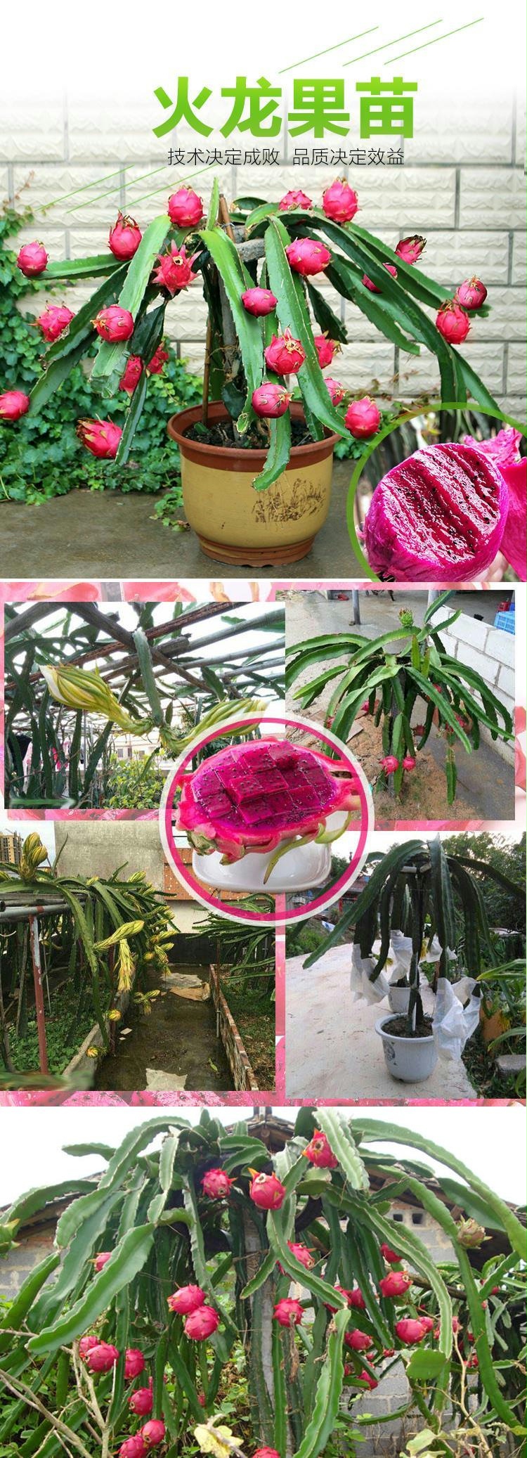 红心火龙果苗盆栽黄肉地栽庭院阳台南方北方种植果树苗当年结果紫肉4
