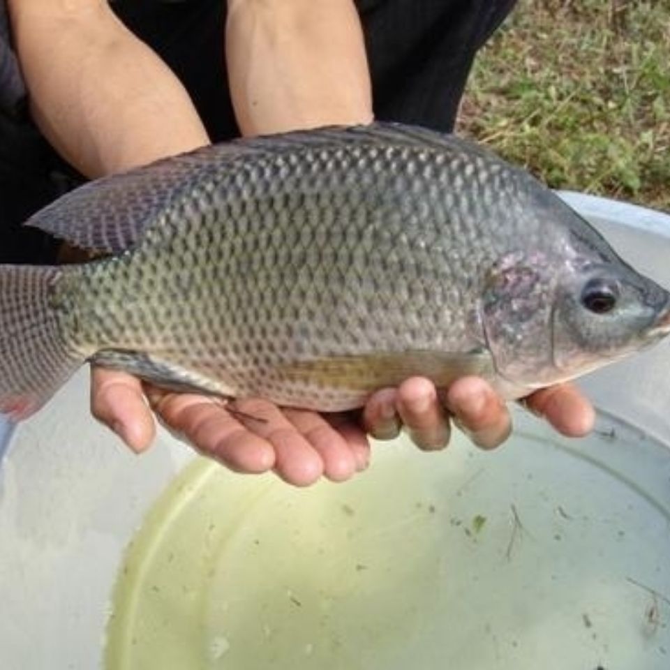 尚优水产三去罗非鱼新鲜淡水鱼非洲鲫鱼福寿鱼酸菜鱼冷冻罗非鱼500克