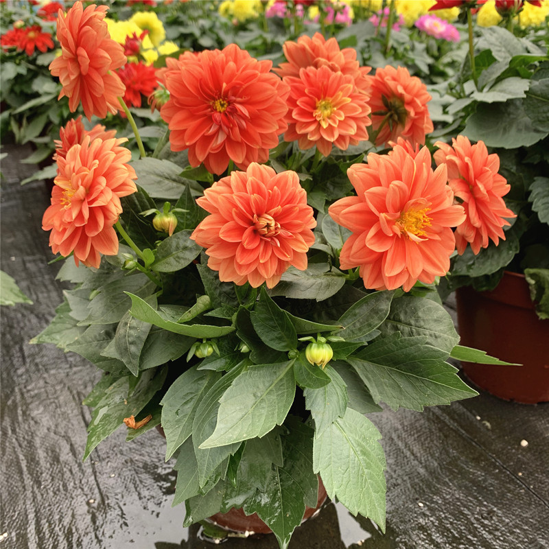 小丽花盆栽耐寒花期长大丽花庭院阳台盆栽多年生好养带花发货 小丽花