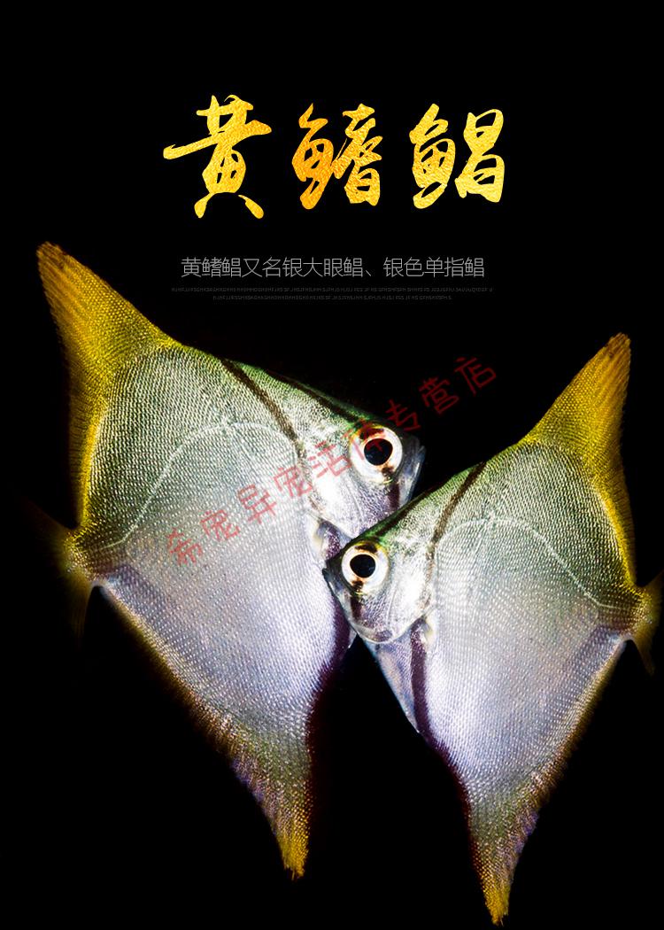 黄鳍鲳鱼珊瑚神仙鱼海水鱼淡化人工繁育群游鲳鱼大眼鲳淡水鱼黄鳍鲳1