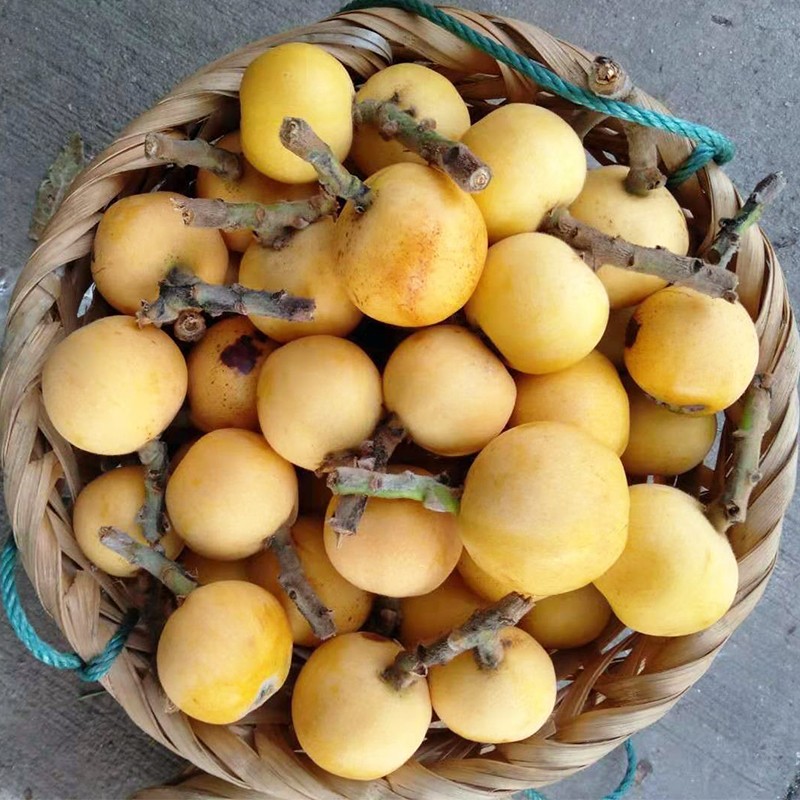 隆港汇东山白玉枇杷苏州白沙枇杷果新鲜当季水果大果礼盒装3斤精品