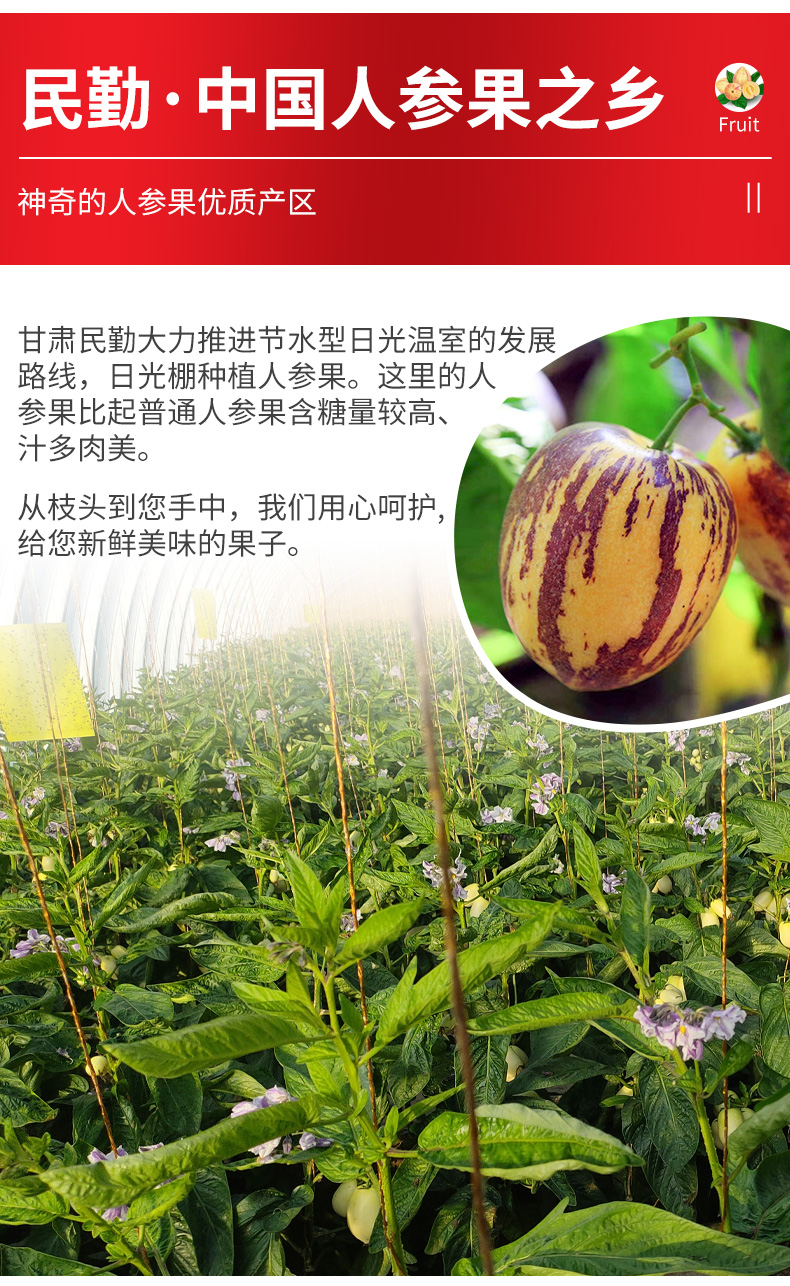 5a好果顺丰急发人参果人生果大果黄心甘肃民勤沙漠