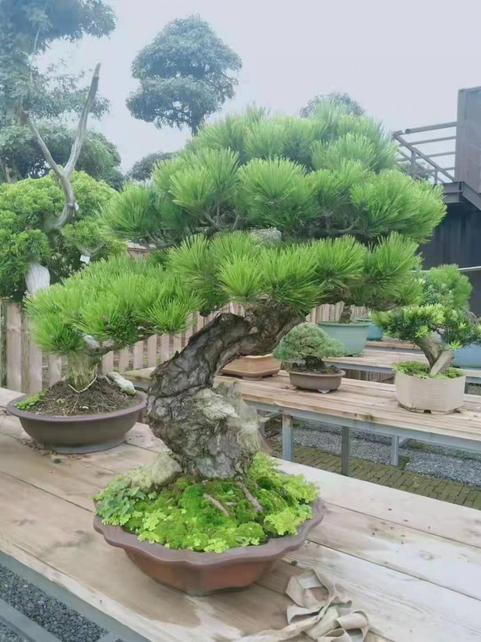 日本黑松盆景庭院四季常青盆景植物松树【图片 价格 品牌 报价】-京东