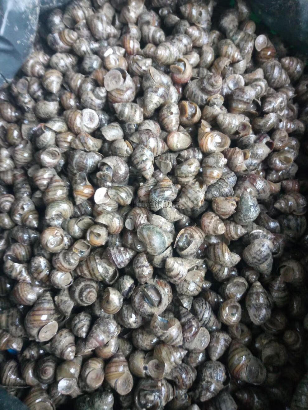 窝料野钓夏天 钓青鱼主打脆螺田螺脆皮螺2斤装鱼饵鲜活螺蛳大物克星发