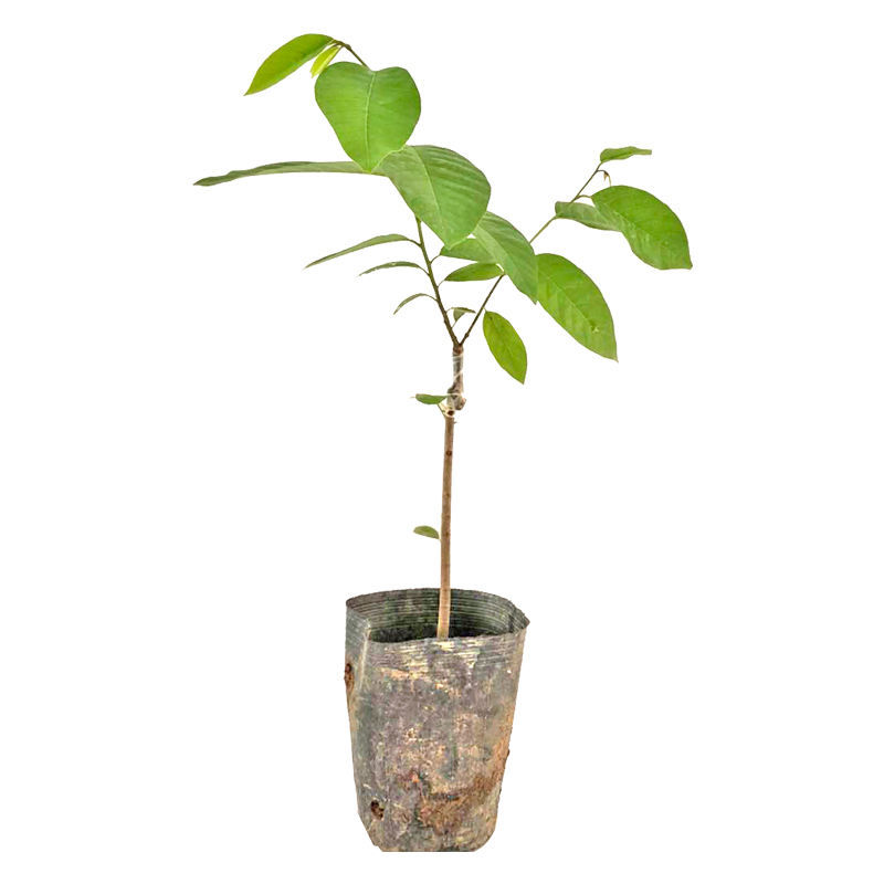 释迦果树苗番荔枝苗释迦果嫁接苗佛陀果 盆栽果树苗当年结果 1棵 释迦