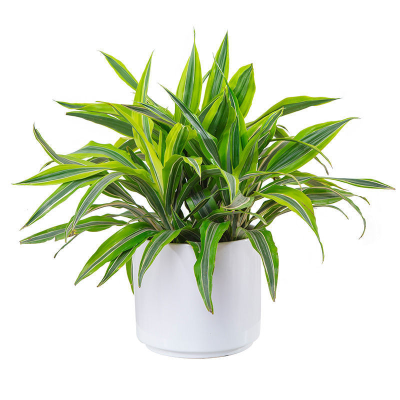 美人铁盆栽 室内桌面小植物金边巴西铁观叶室内除甲醛绿植 高40-50cm