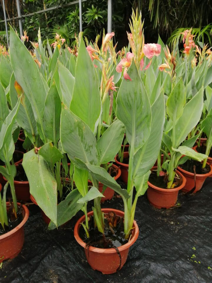 水生花卉美人蕉挺水植物鱼塘池塘植物 紫叶水生花卉美人蕉高约40厘米