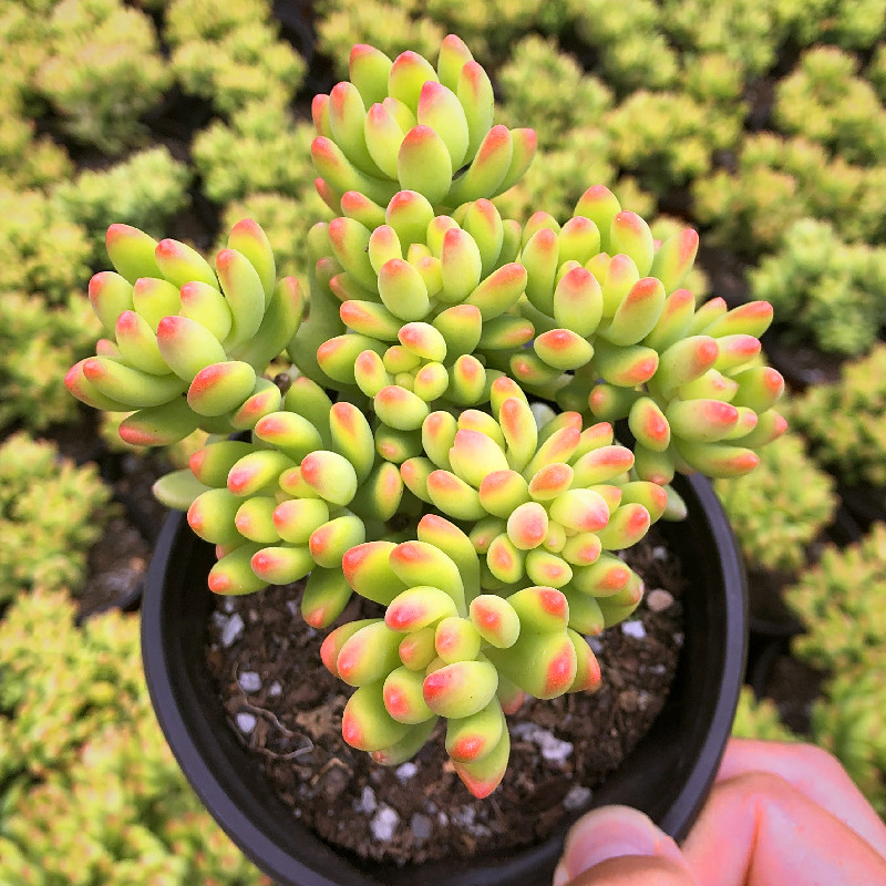 春萌多肉柠檬手指多肉植物群生老桩室内客厅带香味四季盆栽【图片 价