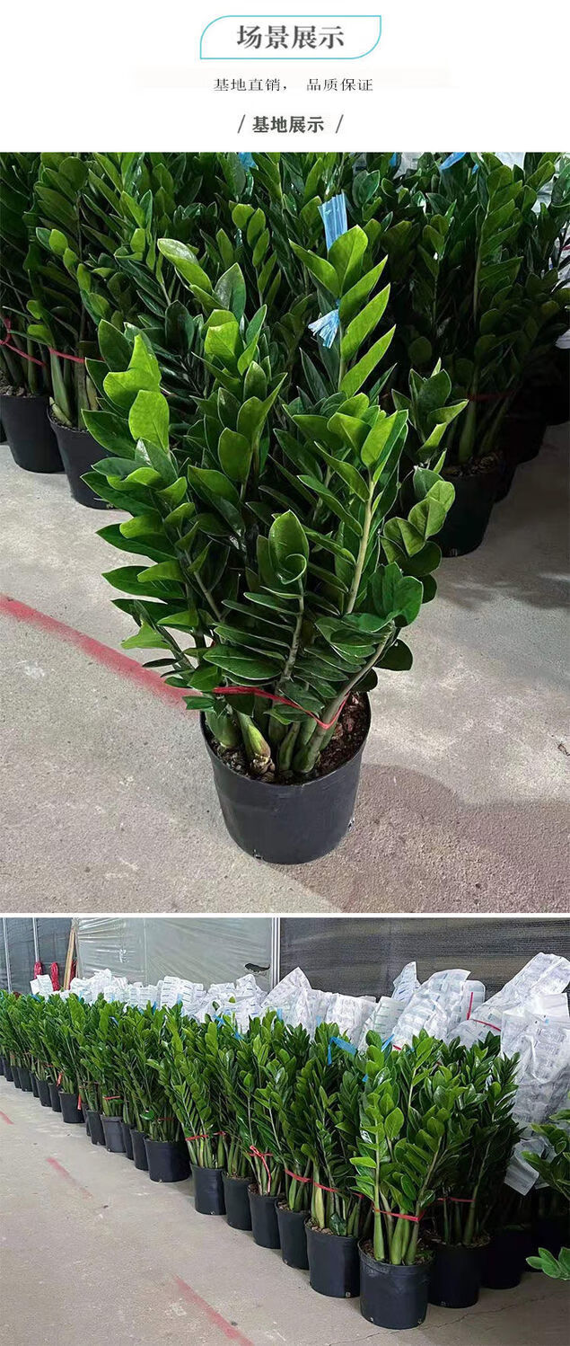 金钱树盆栽植物室内钱串子四季常青办公室客厅观叶绿植发财树多芮蜜含