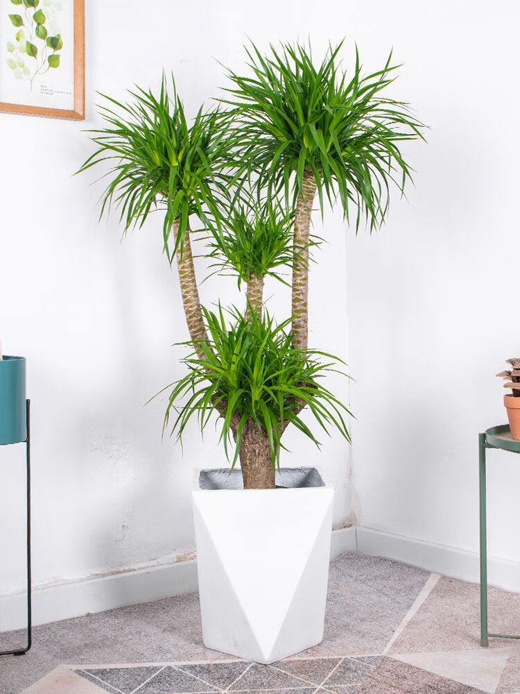 龙血树大型植物室内外盆栽卧室客厅办公室多头老桩网红植物大型多头高