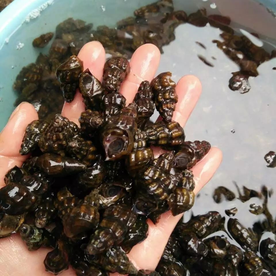 扭纹螺鲜活深山山坑螺爽口山坑螺螺丝螺水产3斤