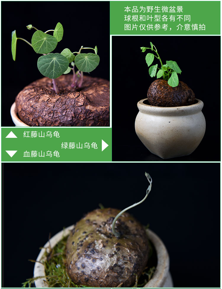 红藤山乌龟金不换植物室内客厅圆叶盆栽云南多肉组合花卉水培爬藤