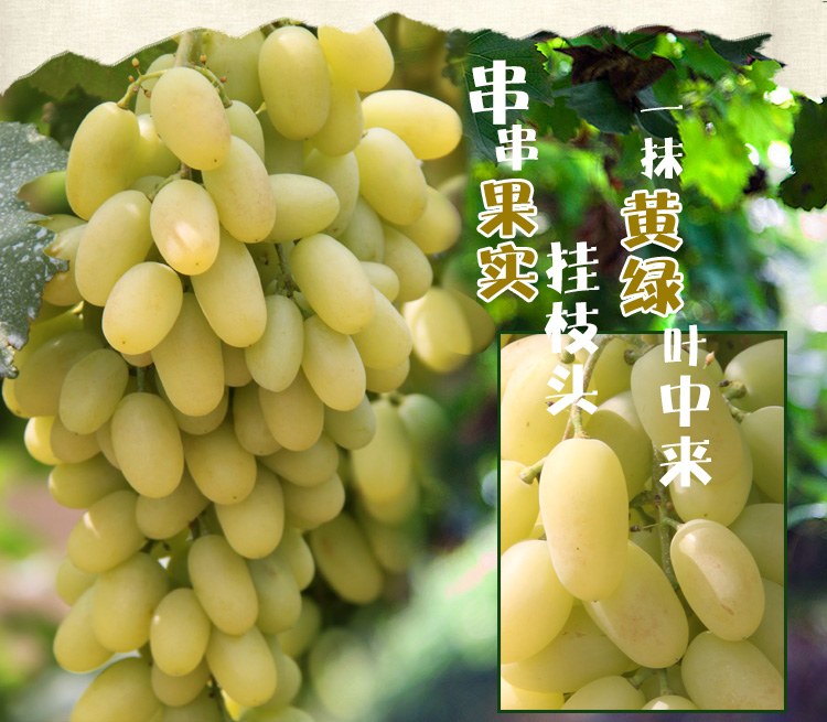顺丰 白马奶葡萄宣化牛奶葡萄新鲜当季水果超甜青提子整箱6斤【图片