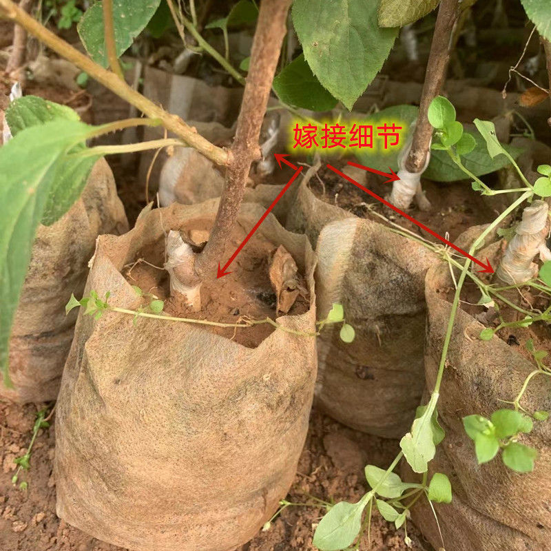 批发正宗嫁接软枣猕猴桃苗原盆原土南北方室内外栽种红心软枣树苗正宗