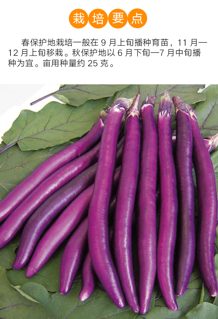 杭茄一号长茄种子线茄四季紫红茄蔬菜种籽春季播盆栽茄蔬菜种孑苗 杭