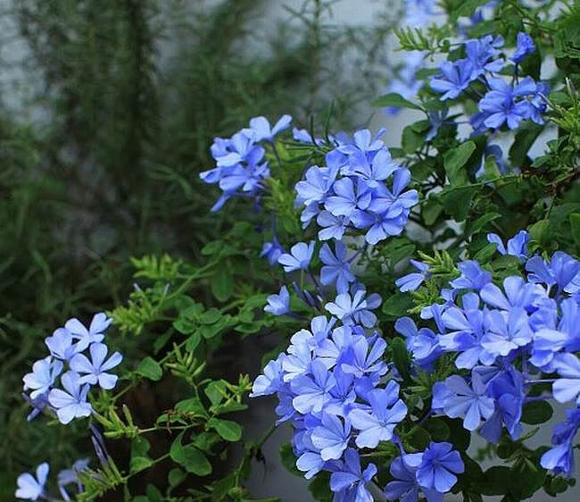 雪蓝花耐阴花期长花卉f7 蓝雪花小盆 不含盆【图片 价格 品牌 报价】