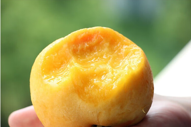 嘉善姚庄锦绣黄桃新鲜水果现摘现发桃子孕妇时令应季水果 贡品果6-7两