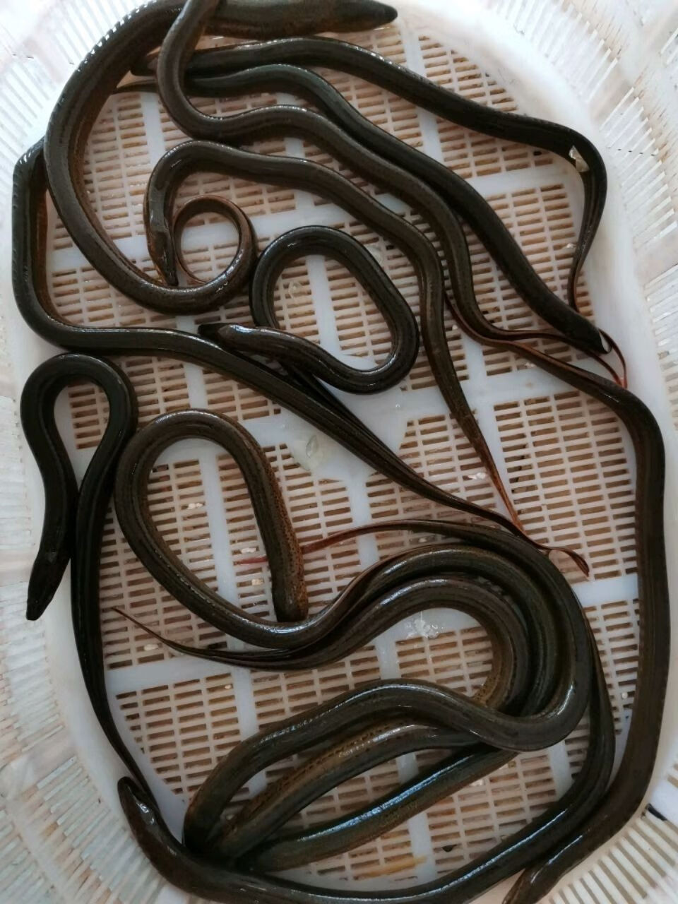 正宗鳝鱼黄鳝长鱼小鳝鱼丝鲜活新鲜盘鳝现杀大鳝鱼活体 3-5两/条