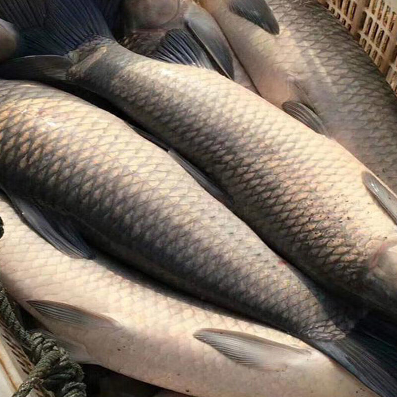 lism【微山湖野养乌青】正宗淡水大乌青 青厚 螺蛳青大青鱼黑皖青棒鱼