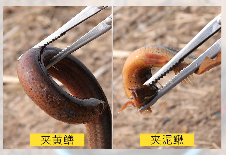 黄鳝夹 防滑泥鳅钳子加长螃蟹夹子赶海工具神器不锈钢垃圾夹 带锁折叠