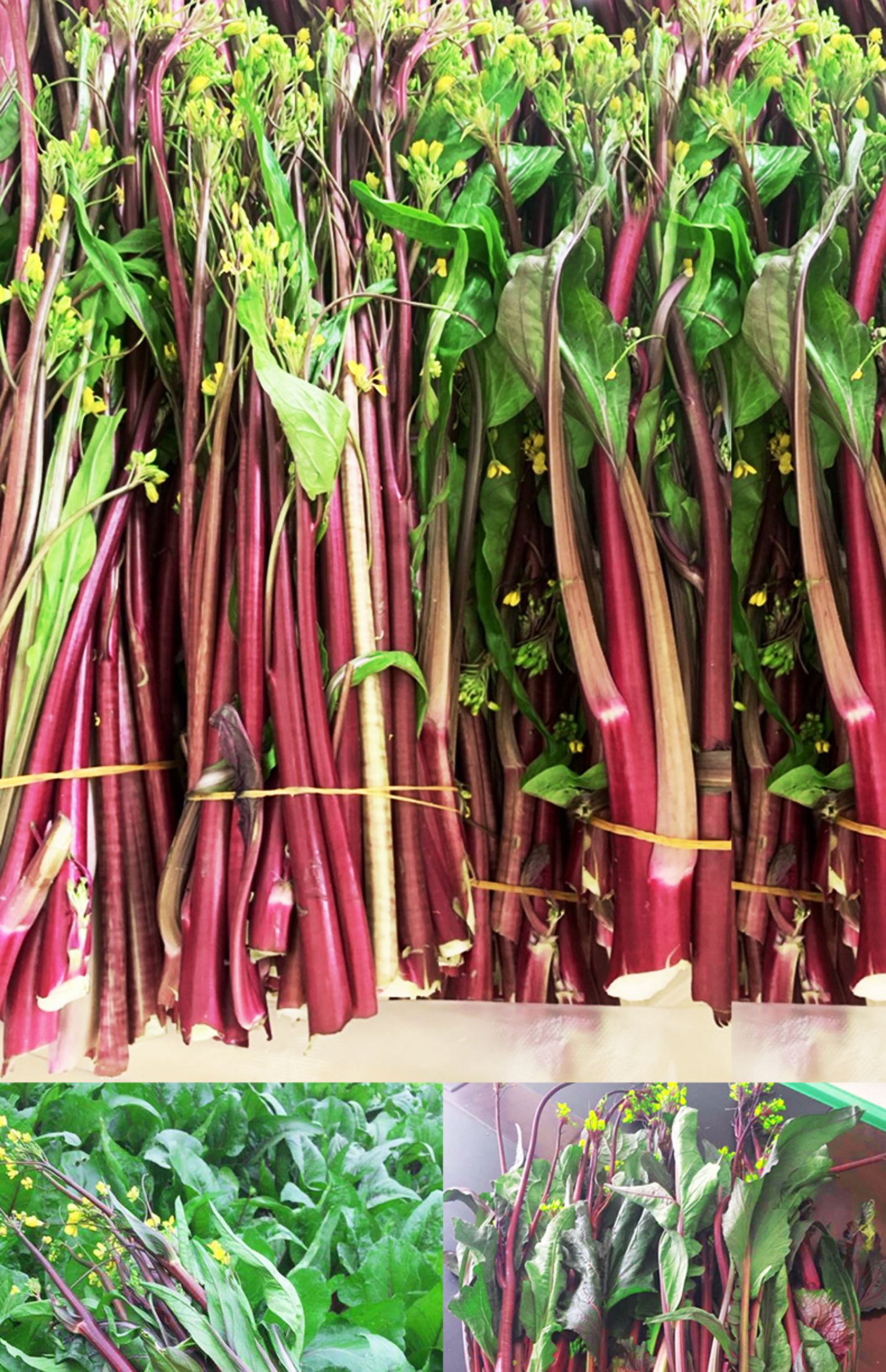 菜籽种大全四季播种菜心种籽红菜苔种孑菜种秋季蔬菜种子农家阳台