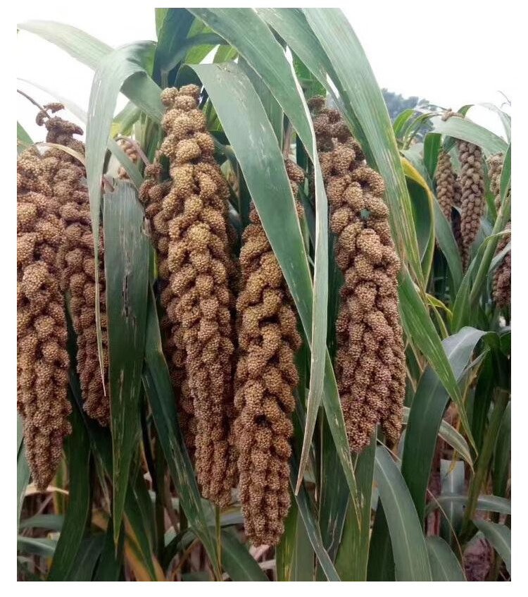 稻谷谷子书香小米种子种籽稻谷小香米粟米粘糯谷子谷种黄谷红谷抗鸟害