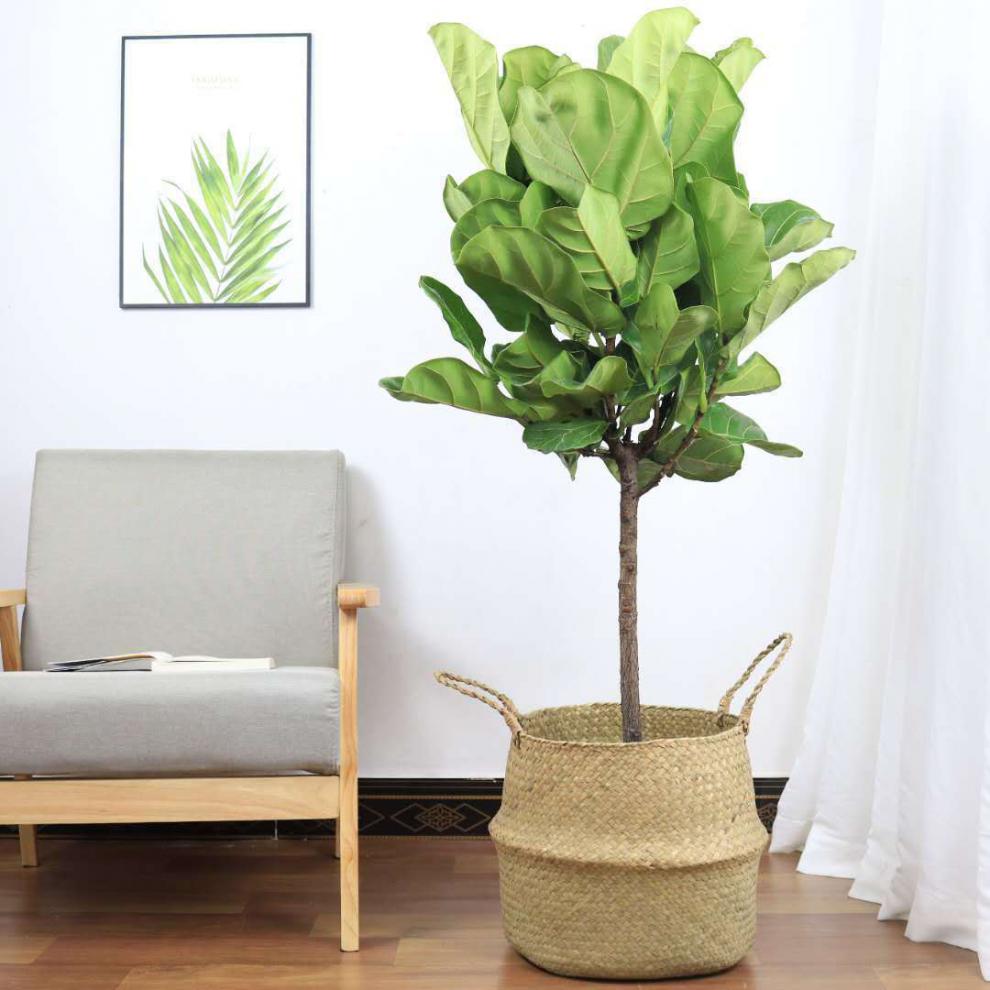 精选琴叶榕客厅大叶北欧真绿植大型吸甲醛植物净化空气老桩盆栽室内高