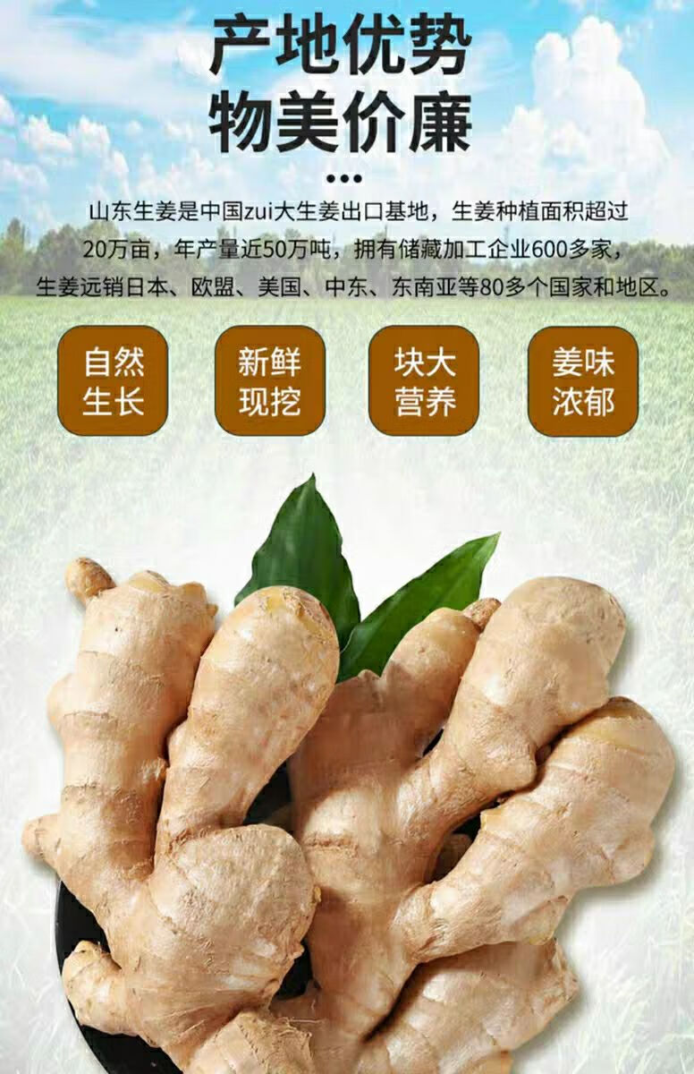 精选生鲜姜生姜姜批发老姜山东大姜水洗风干无土姜生姜老姜老姜批发
