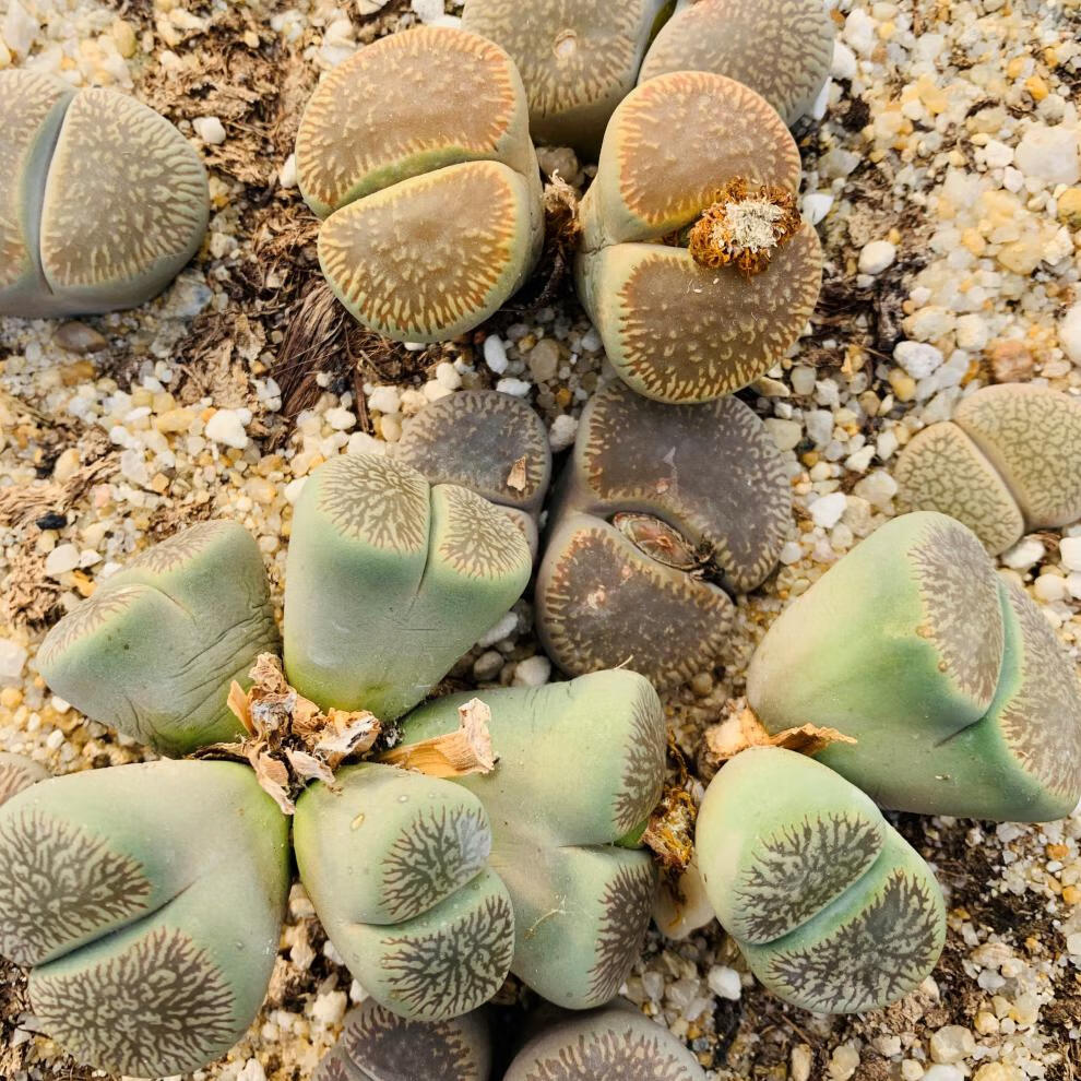 多肉植物生石花意大利种源日轮c54 c48 流水日轮 彩虹日轮rainbow 3年