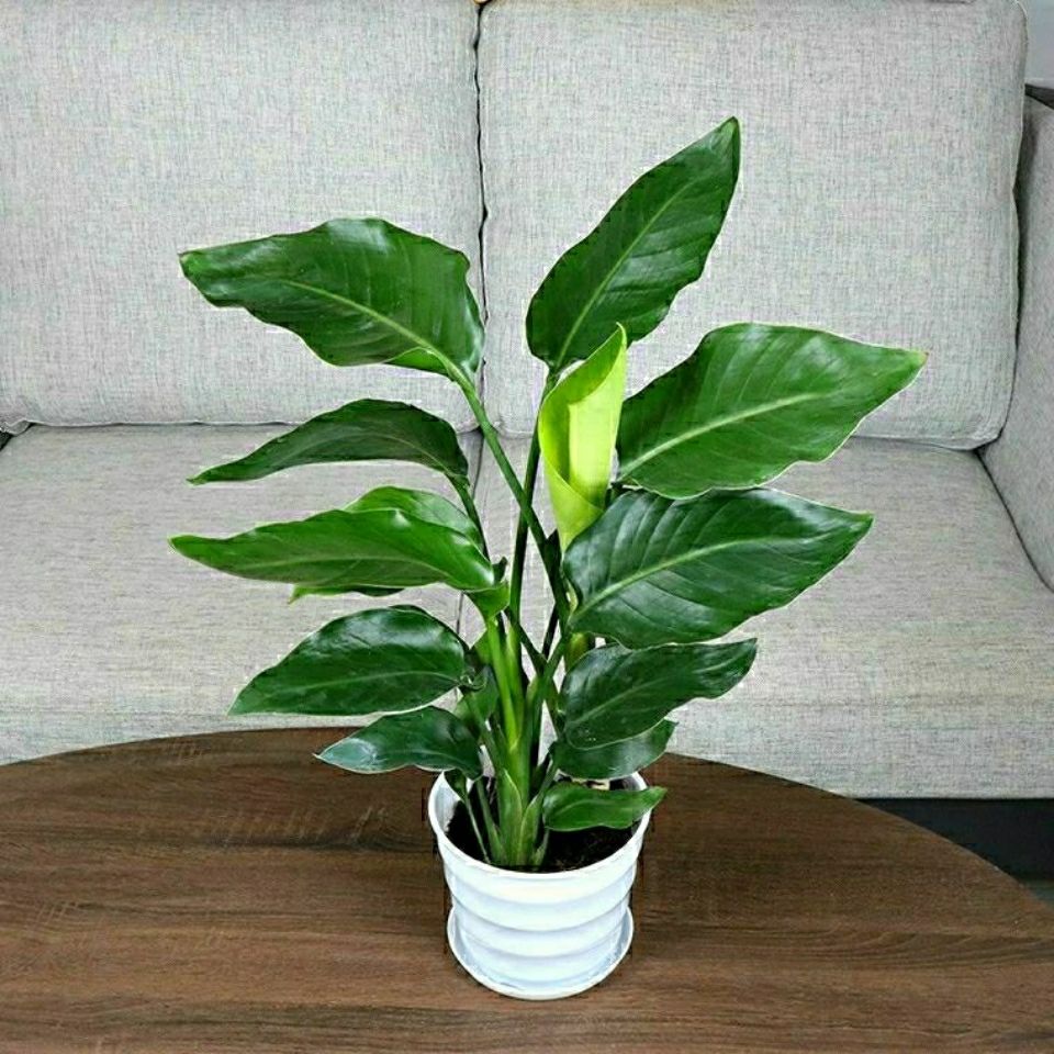 鹤望兰天堂鸟北欧绿植望鹤兰盆栽室内客厅办公室大型绿植盆栽净化空气