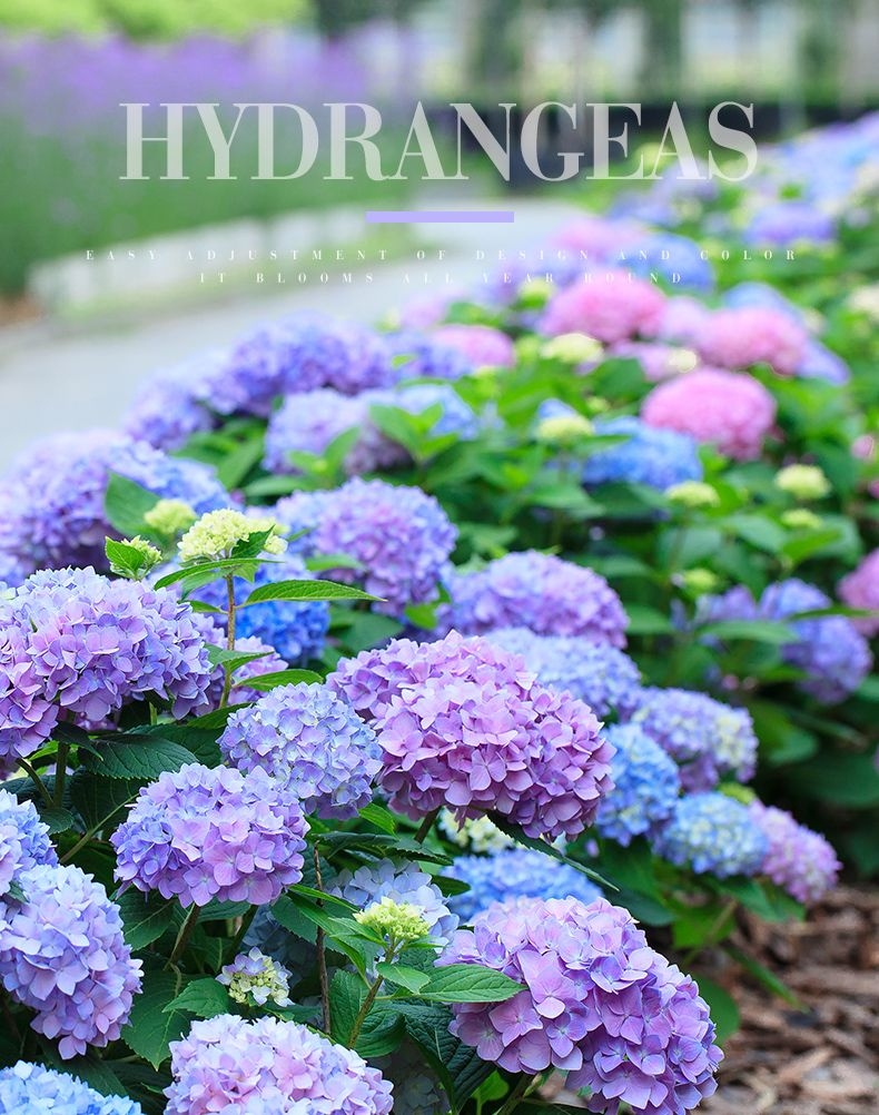 易多梦幻绣球花盆栽无尽夏绣球花苗老桩盆栽室外阳台花落跑新娘不含盆