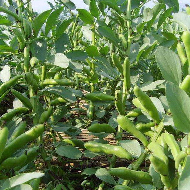 大黄豆种子半斤【图片 价格 品牌 报价】-京东