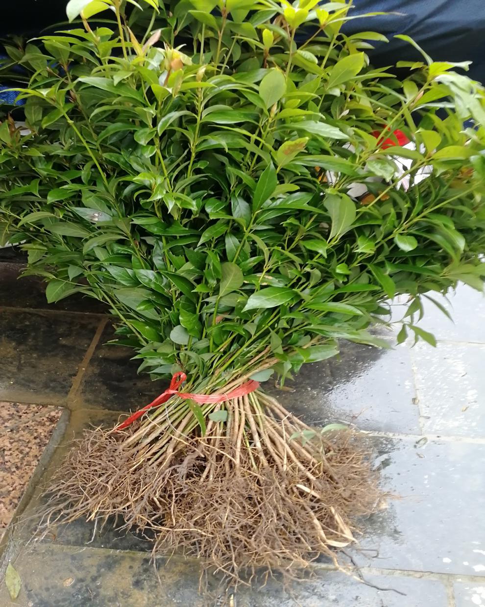 文静花坊 正宗金丝楠木苗小叶桢楠树苗楠木树苗楠木杯苗保湿保鲜发货