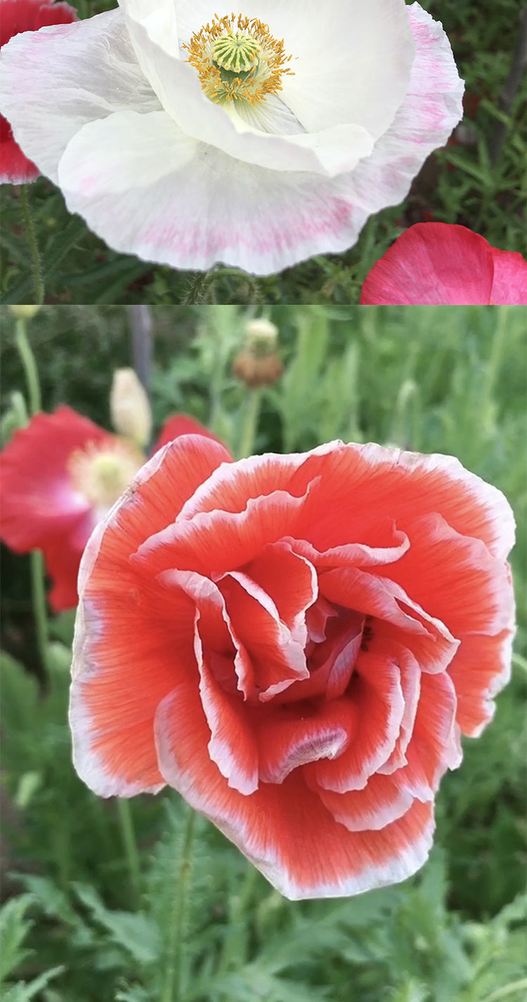 精品绿植虞美人种子肥混色重瓣丽春花种子冰岛虞美人花庭院室外耐寒