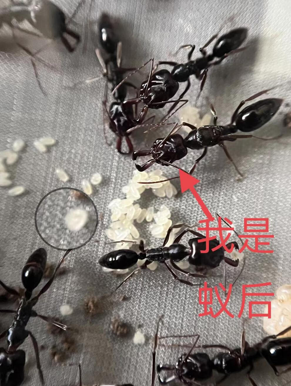 山大齿猛蚁蚂蚁宠物凶猛的蚂蚁蚂蚁工坊大蚂蚁活体攻击速度快 1后5工