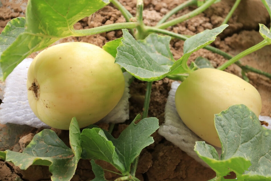 源外园甘肃天水秦安天水脆瓜甜瓜香瓜白皮蜜瓜新鲜水果