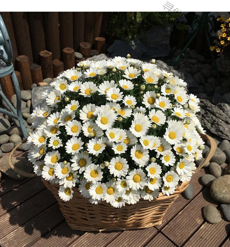 花种子易爆盆小雏菊种子四季开花易活盆栽苗洋甘菊室内外阳台庭院