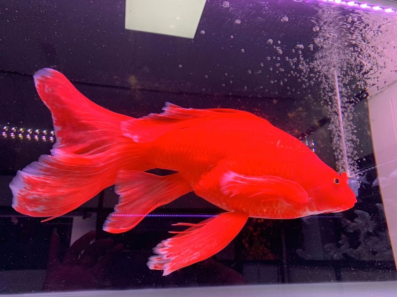 荣郁火红蝴蝶鲤冷水鱼球体锦鲤红色贵妃龙凤蝶鲤大鳍长尾观赏鱼苗活体