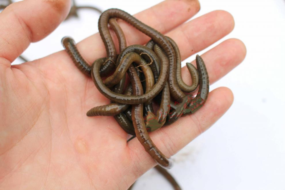 鲜活臭蚯蚓青蚯蚓活饵钓黄鳝特大诱饵活体王军鱼饵 中号2斤 顺丰