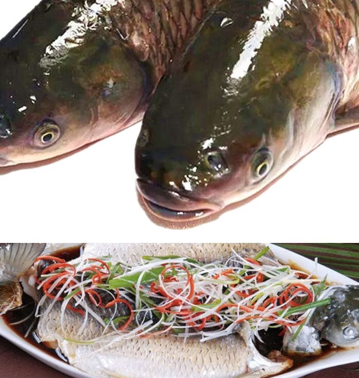 脆肉鲩包脆14斤左右1条鲜活中山脆肉皖鲩鱼脆肉鱼脆鱼现杀发货广东