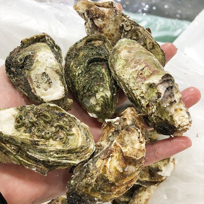 新鲜现捕生蚝鲜活高品质带壳海蛎子特大牡蛎贝壳即食海鲜 10斤装 m