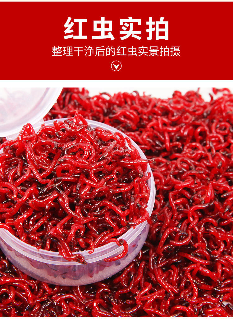 红虫鲜活鱼饵新鲜野生活饵特大公虫喂鱼拉饵鲫鱼饵料钓鱼蚯蚓鱼食